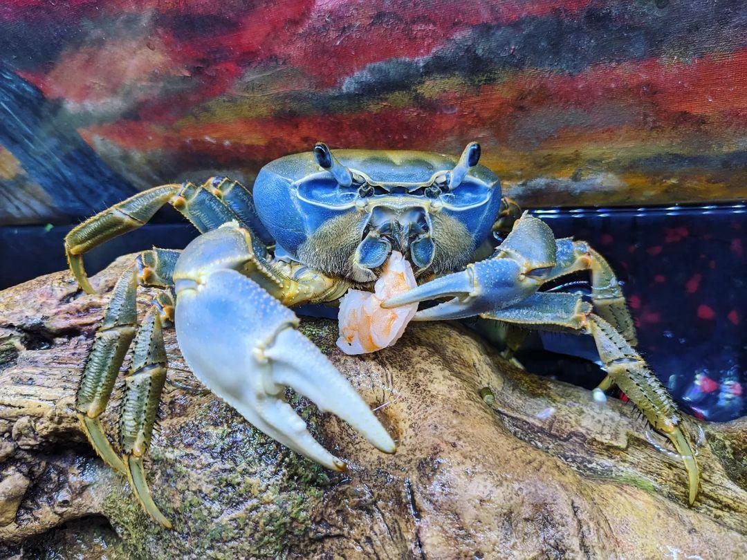 After Tough Molt In December, Howie The Crab Is Back To Her Normal Life!