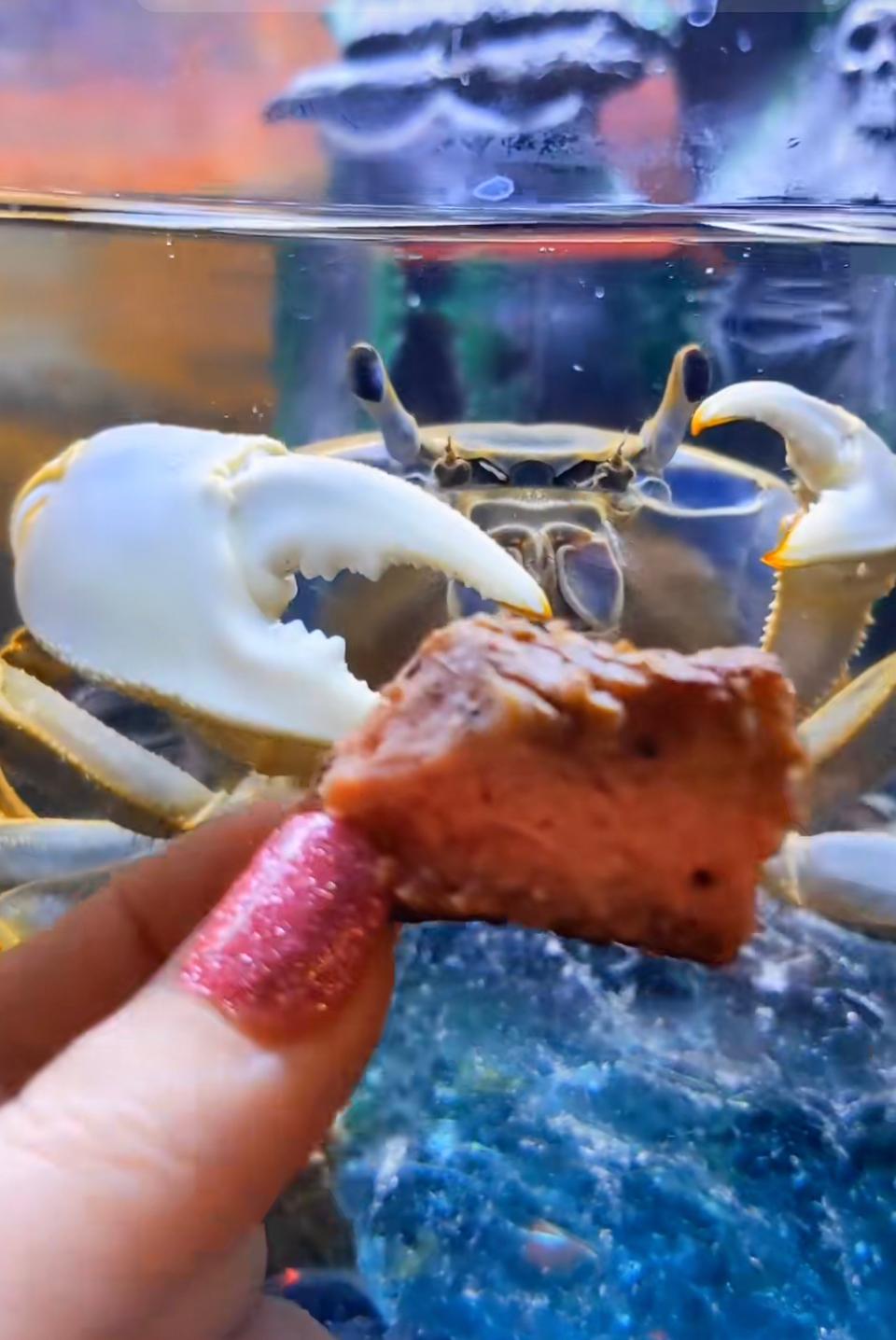 After Tough Molt, Howie The Crab Is Back To Her Normal Life!