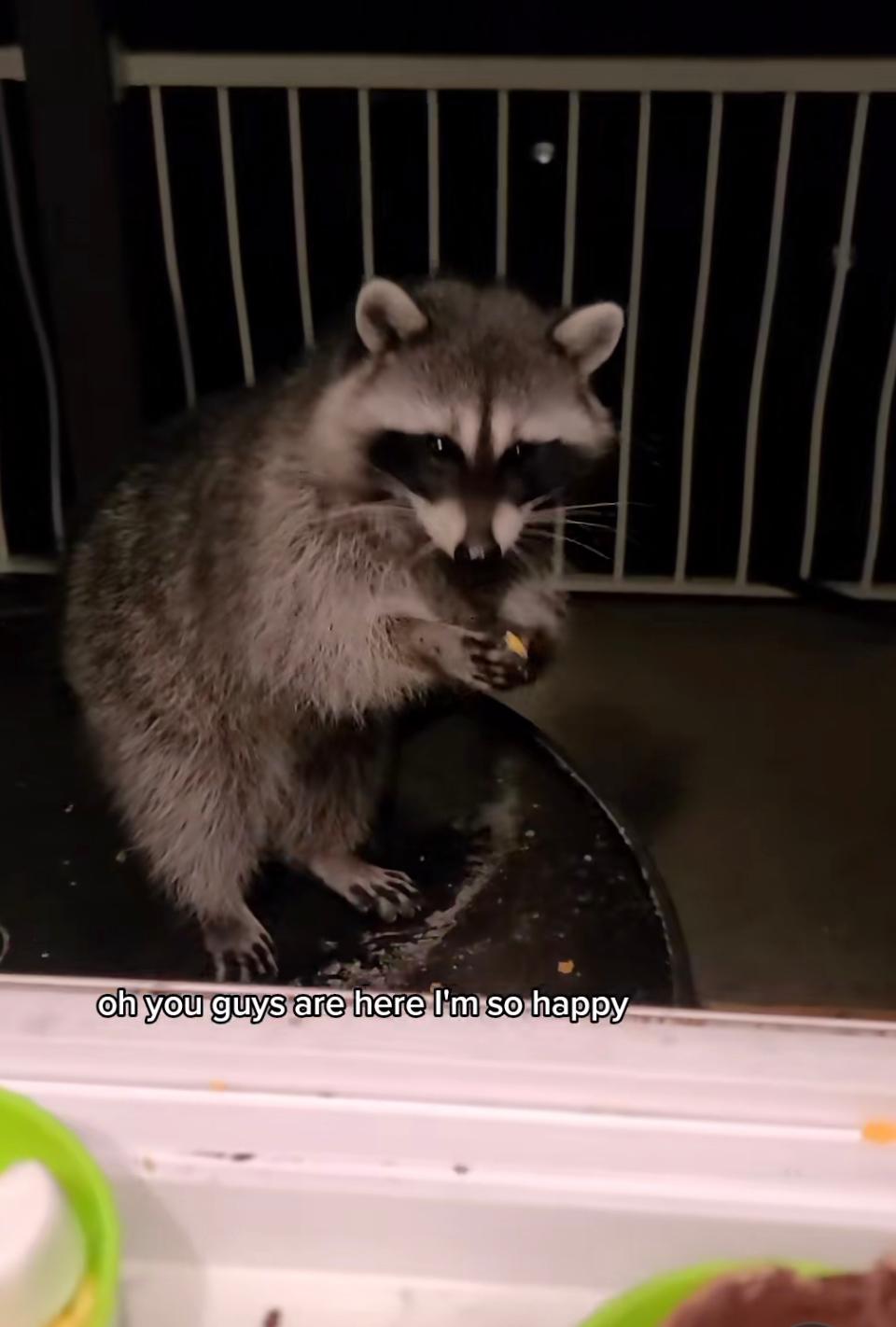 Wilbur and Grace and The Raccoon on TikTok