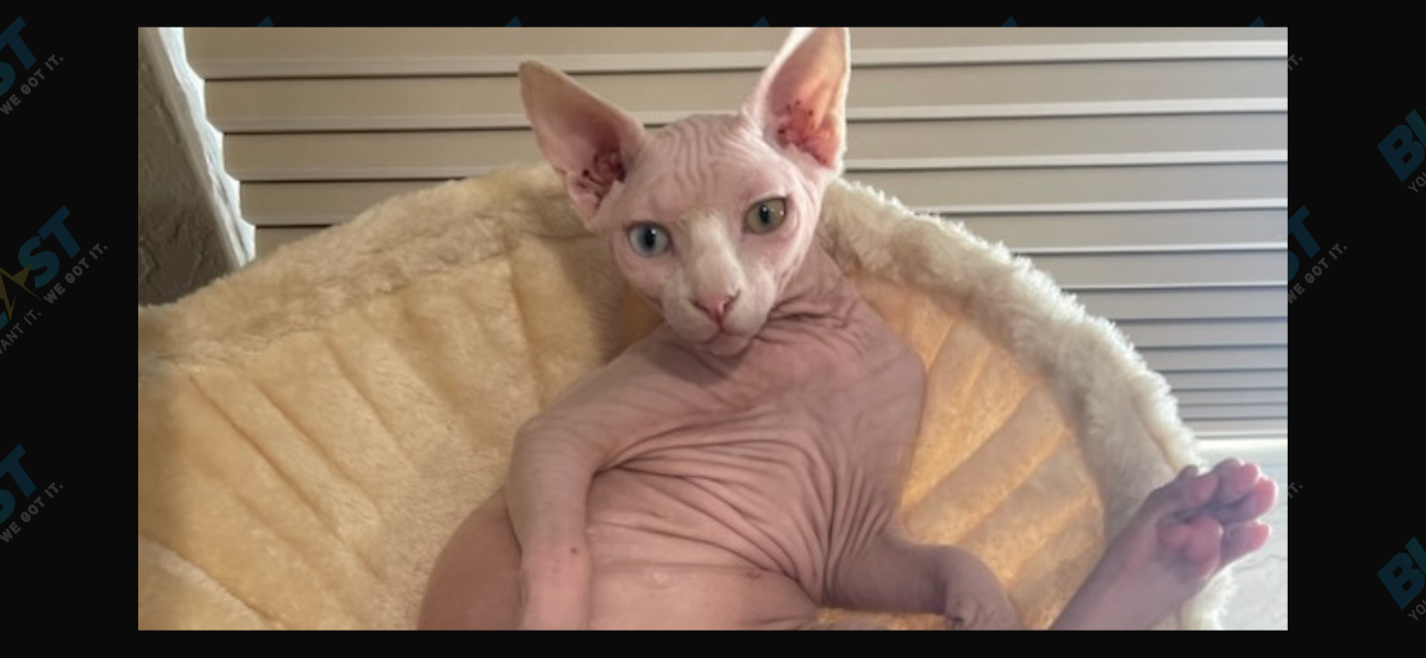 Instagram Disabled Nudacris The Naked Cat’s Account Because of Nudity!