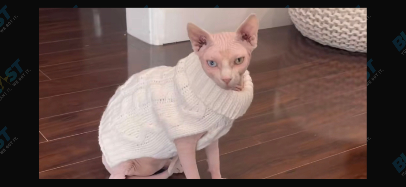 Nudacris the famous TikTok sphynx