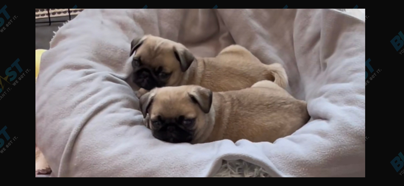 You Can Help Name TikToker Jonathan Graziano’s Foster Pug Puppies!