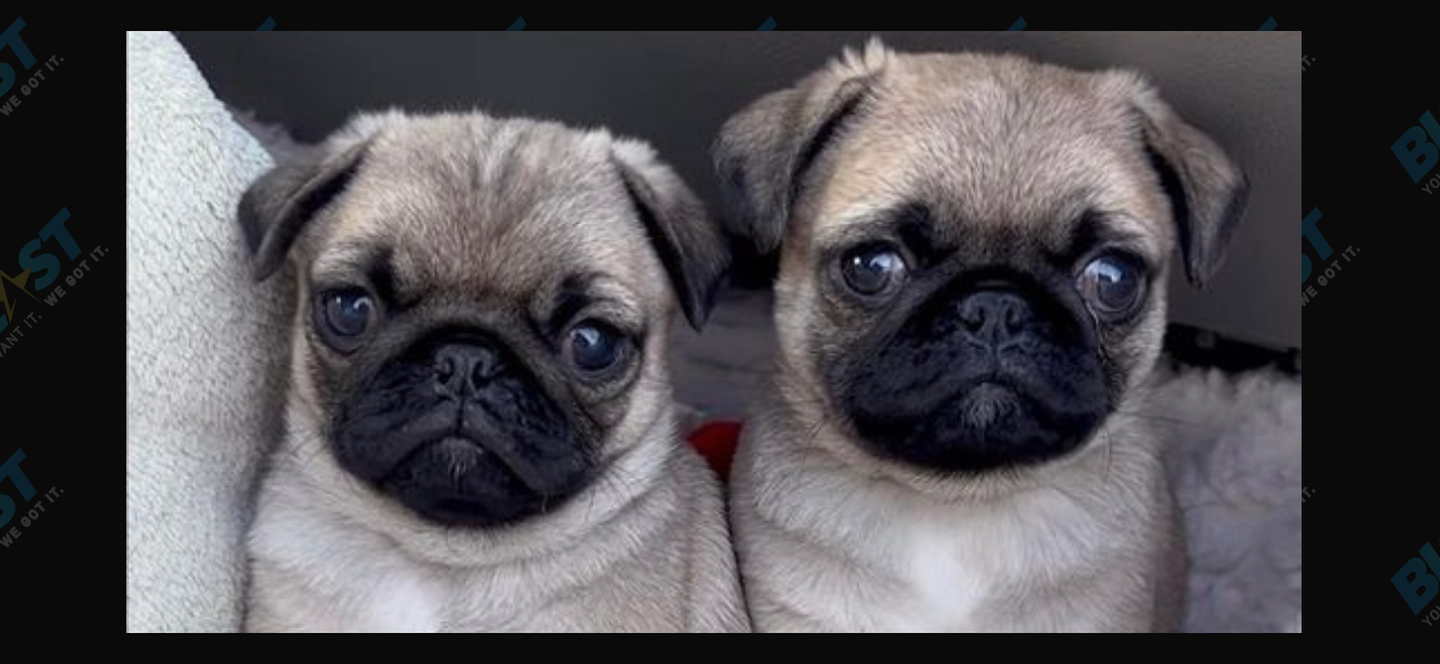 TikToker Jonathan Graziano’s Foster Pugs Now Have Names!