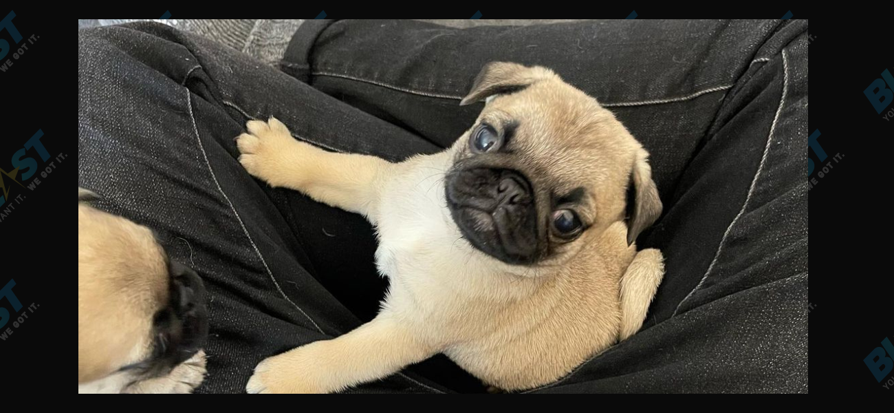 ‘It’s Puppy Day’ For Noodle The Pug’s Owner Jonathan Graziano!