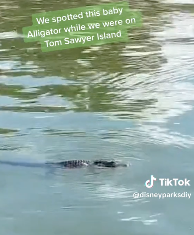 Baby Alligator Spotted Inside Magic Kingdom At Disney World
