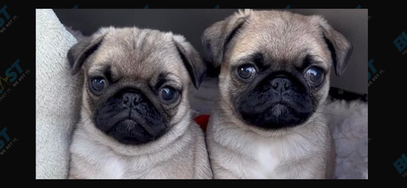 Want To Adopt One Of Jonathan Graziano’s Foster Pugs?