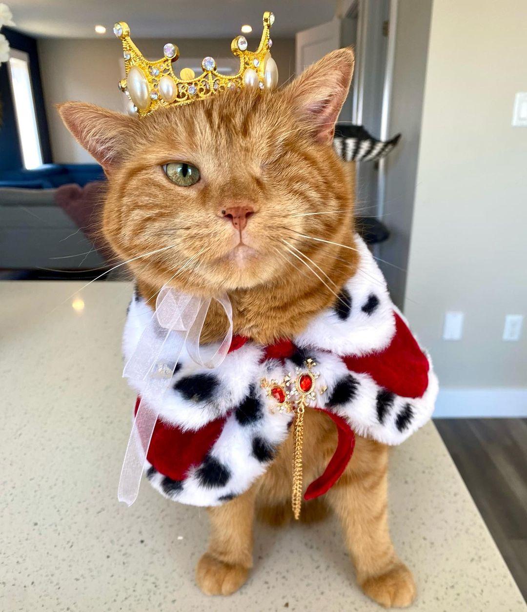 King Dorito