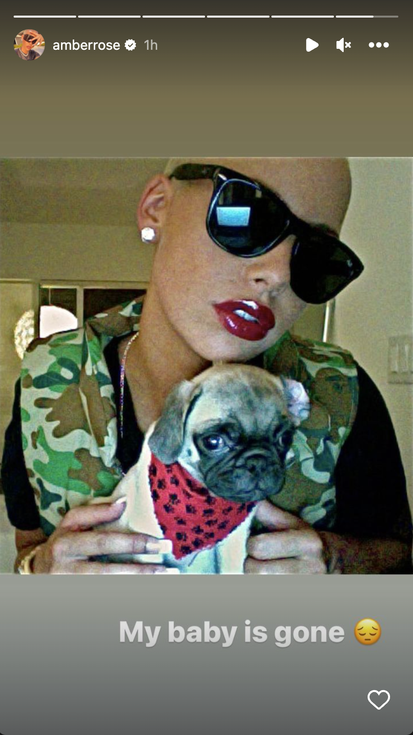 Amber Rose mourns her pet dog Pauly