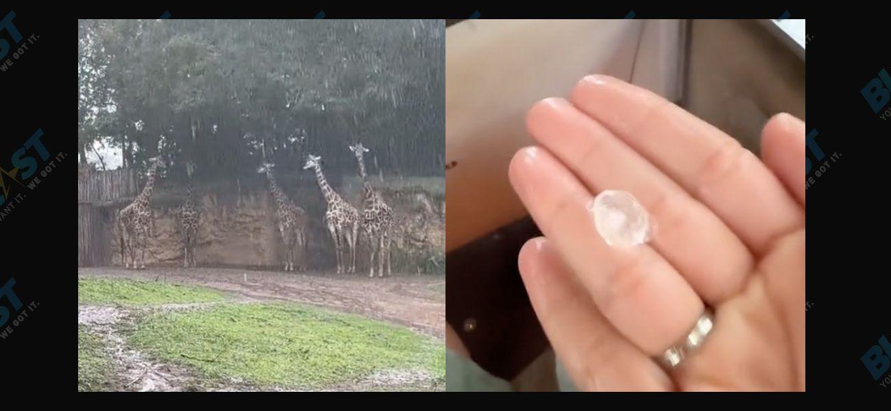 VIDEO: Hail Falls Down At Disney’s Animal Kingdom