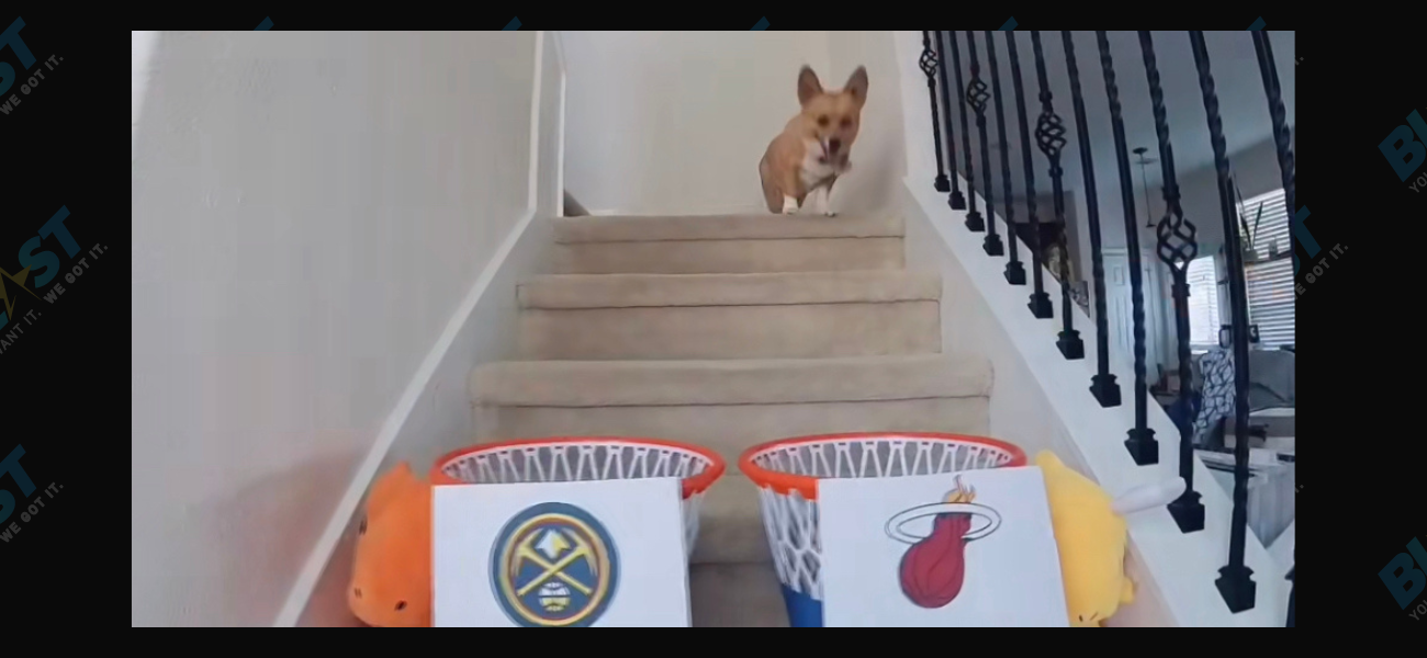 Will The Corgi Be Right This Time? See Her NBA Finals Prediction Here!