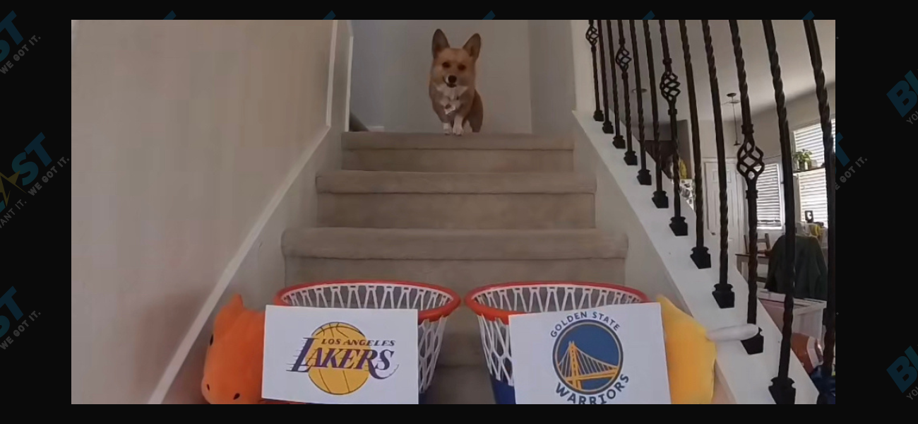 Viral TikTok Corgi Accurately Predicts Lakers-Warriors Series!