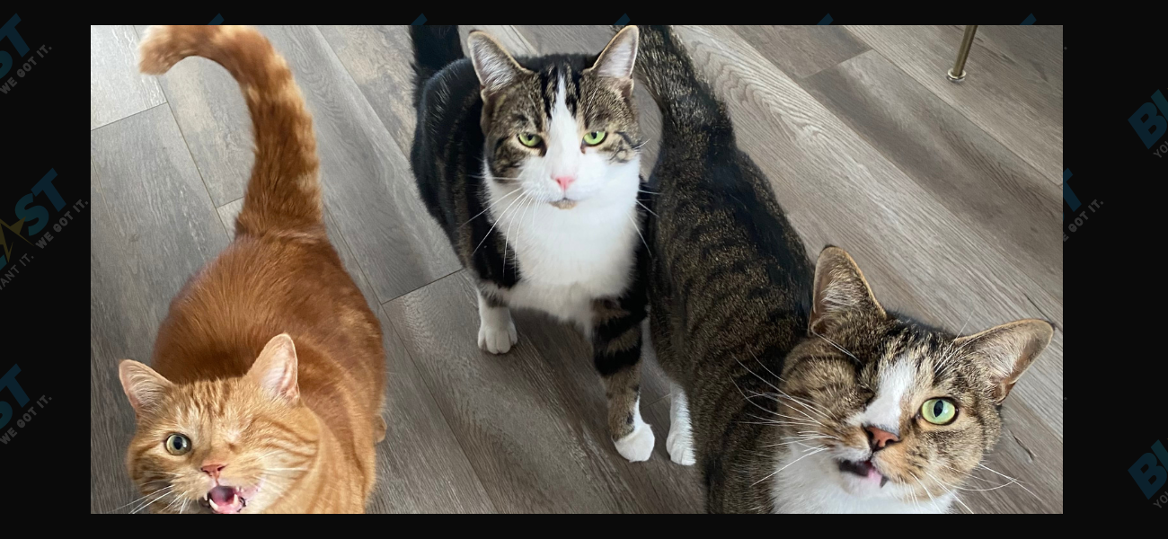 King Dorito, Herbie and Ziggy