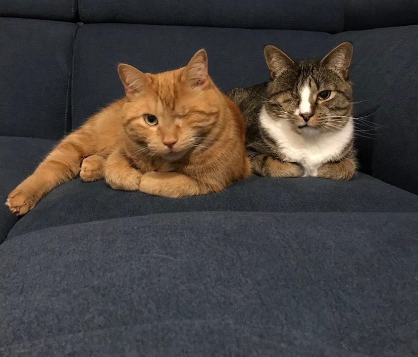 Social Media Rescue Cats Share Message Of Strength & Love