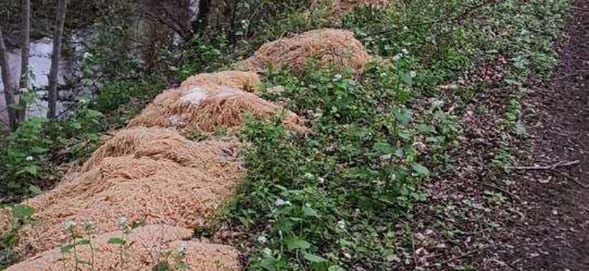 A Discarded Feast: Pounds And Pounds Of Pasta Have Been Found In New Jersey Creek
