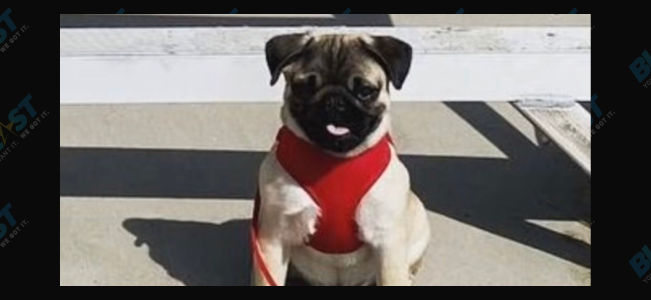 Jonathan Graziano Shared An Update On His Former Foster Pugs, Macaroni And Rigatoni