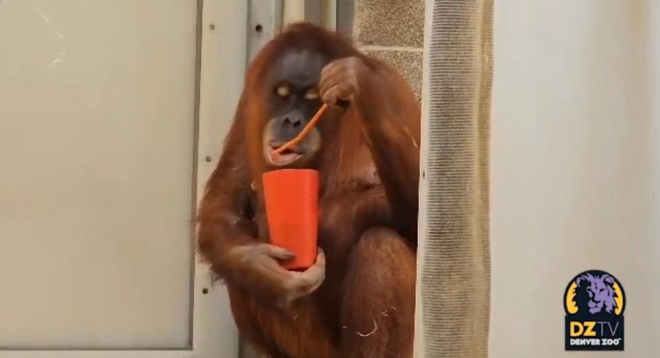 Eirina the pregnant orangutan at the Denver Zoo