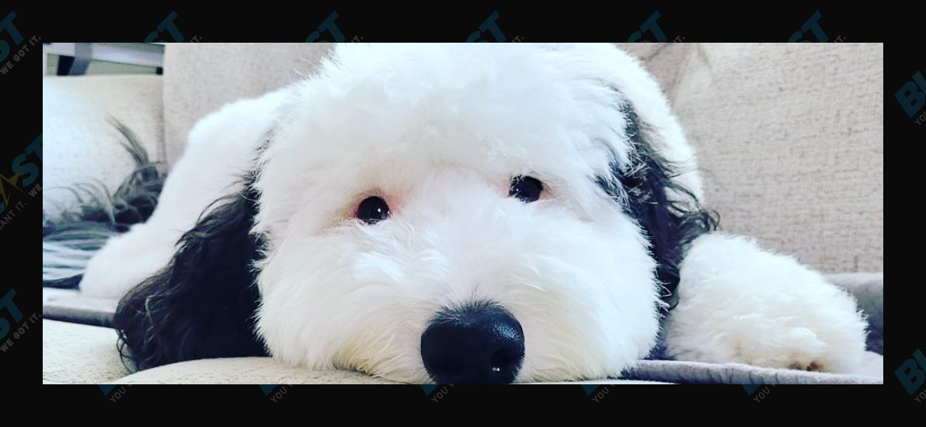 Bayley the Sheepadoodle