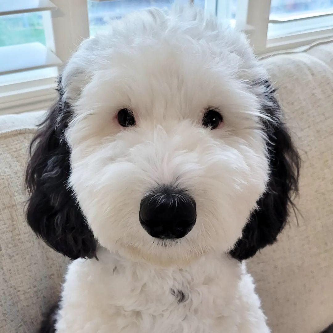 Bayley the Sheepadoodle