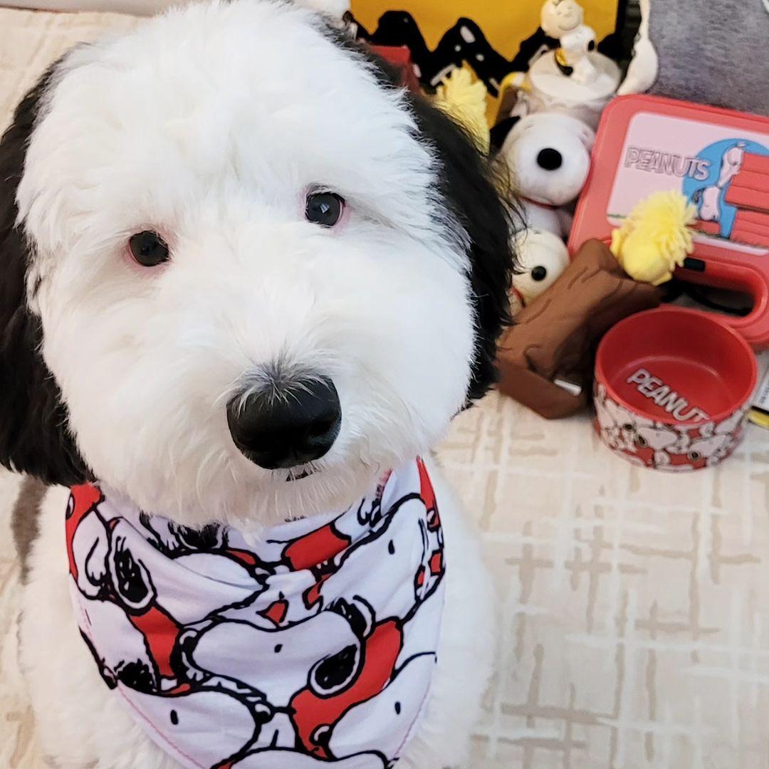 Bayley Sheepadoodle