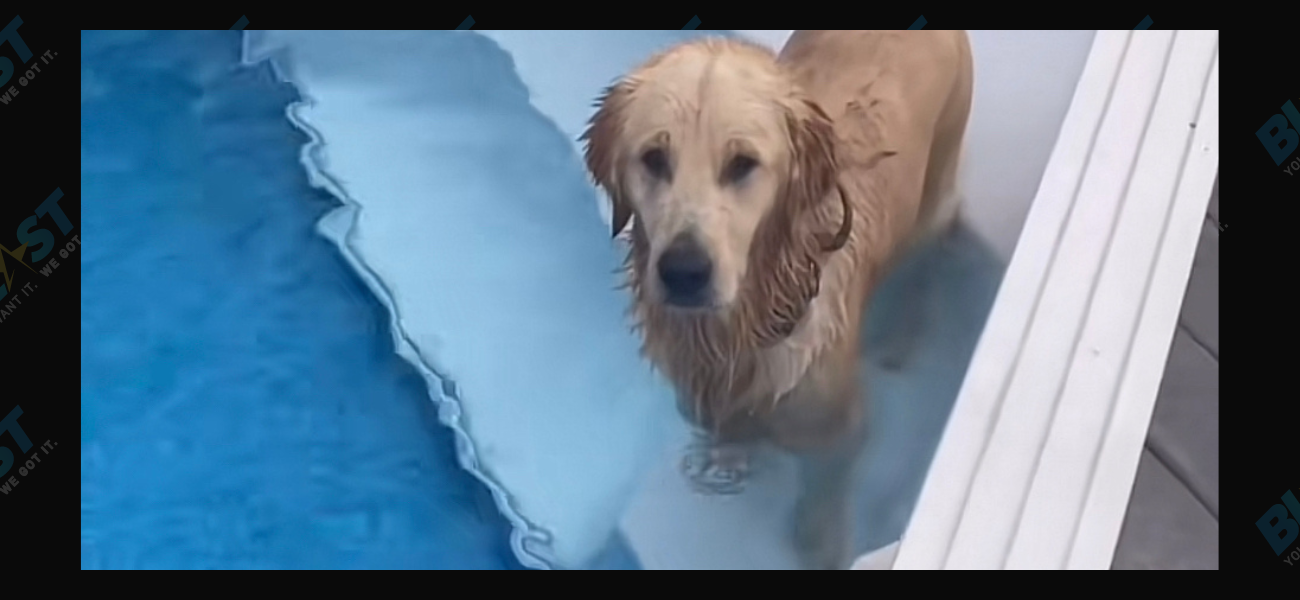 Zeppole The TikTok Pup Loves To Swim In Neighbor’s Pool, Invited Or Not!