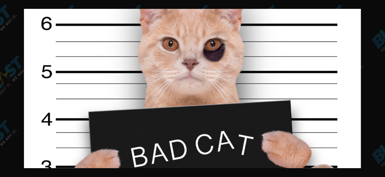 Reddit Wars: Why Are Cats Being Sent To Prison?