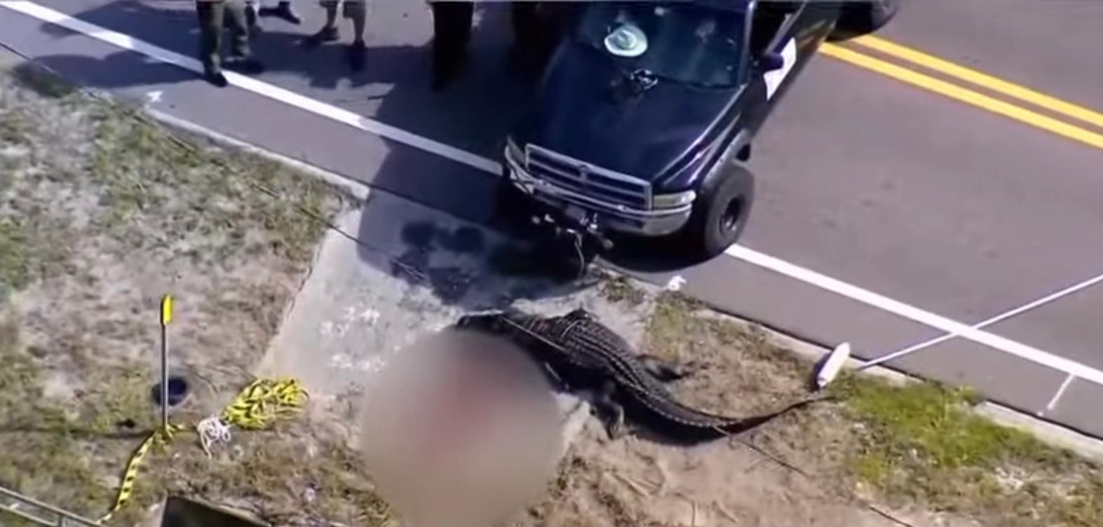 Alligator with human remains in Flordia