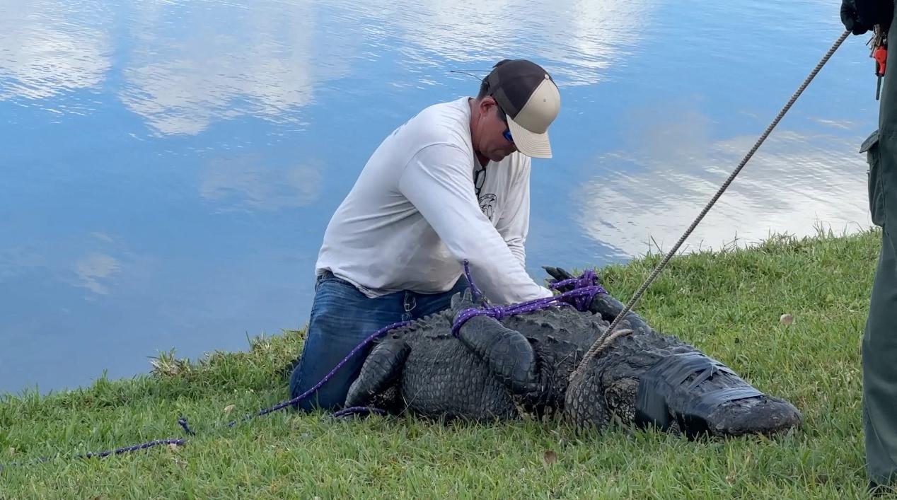 13-Foot Alligator Killed Member Of Homeless Population: Daughter Breaks Silence