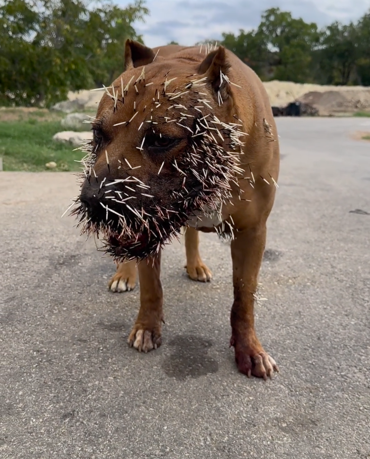 Jesse James Shares Brutal Aftermath Of Dog VS Porcupine Attack