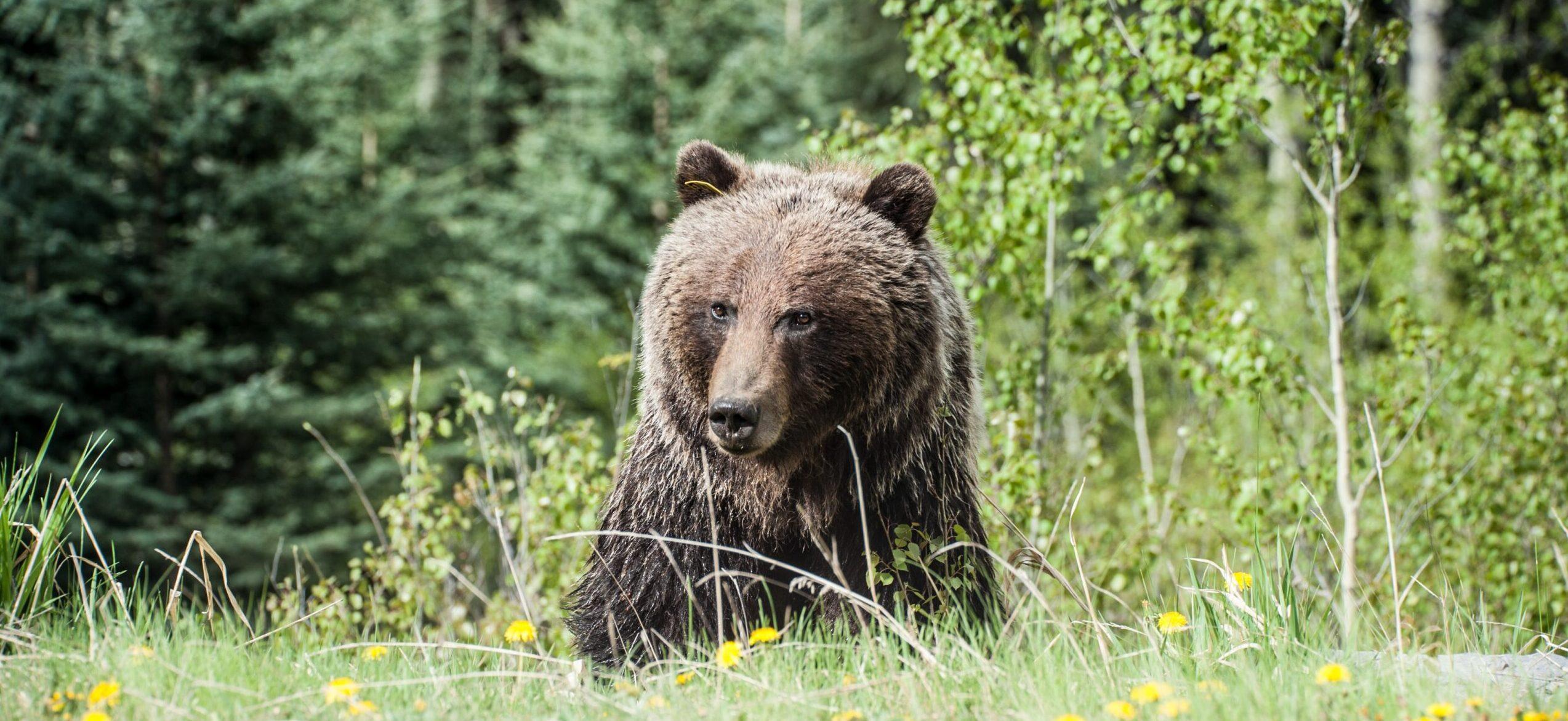 Social Media Defends Euthanized Grizzly Bear After Campers & Dog Mauled to Death In Banff