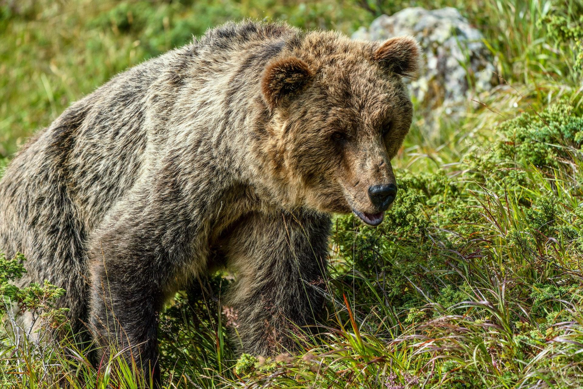 A photo of a Grizzly bear