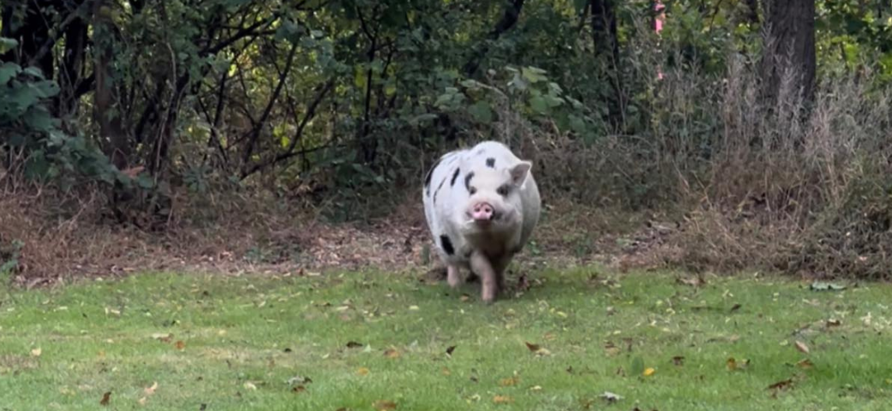 Kevin Bacon the pig on the loose in PA