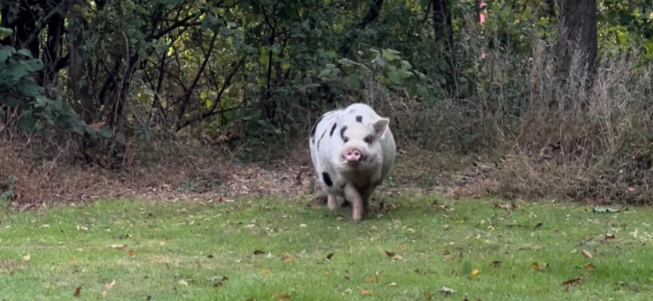 Pig Kevin Bacon Finally Home After 2 Weeks On The Lam, Lured In By