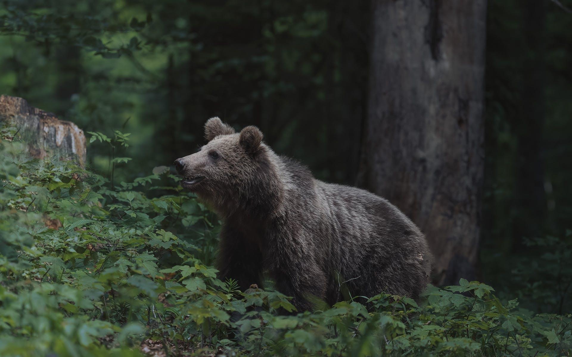 Man Narrates Bear ATTACK After Narrowly Escaping With His Life