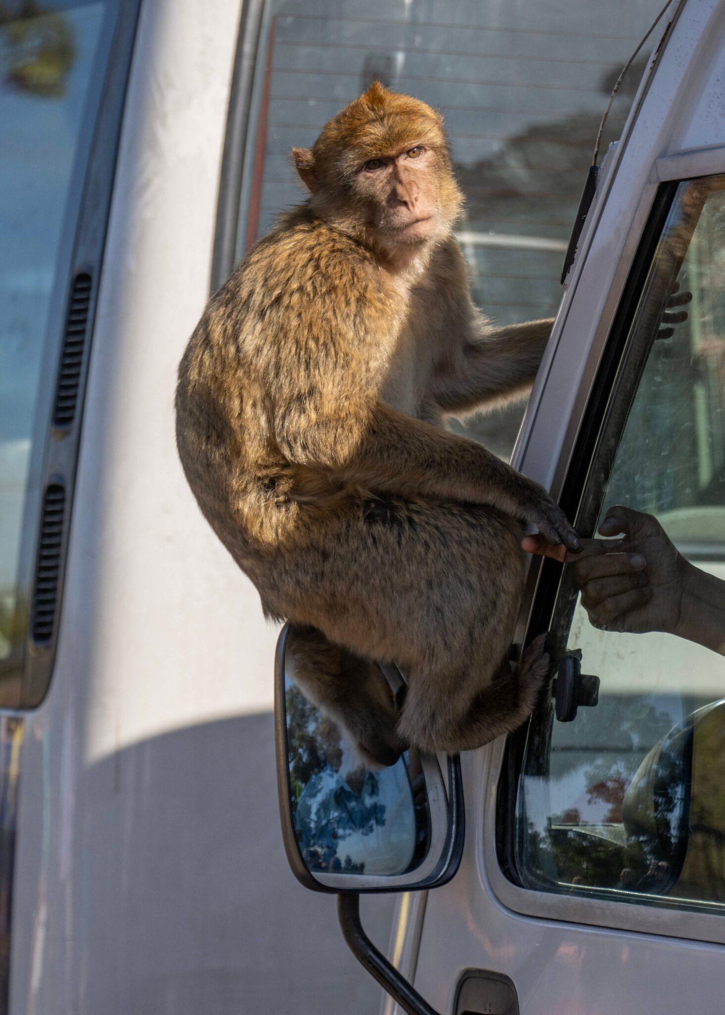 Monkey Rips Scalp Off Man 69 - 6vhmo0z