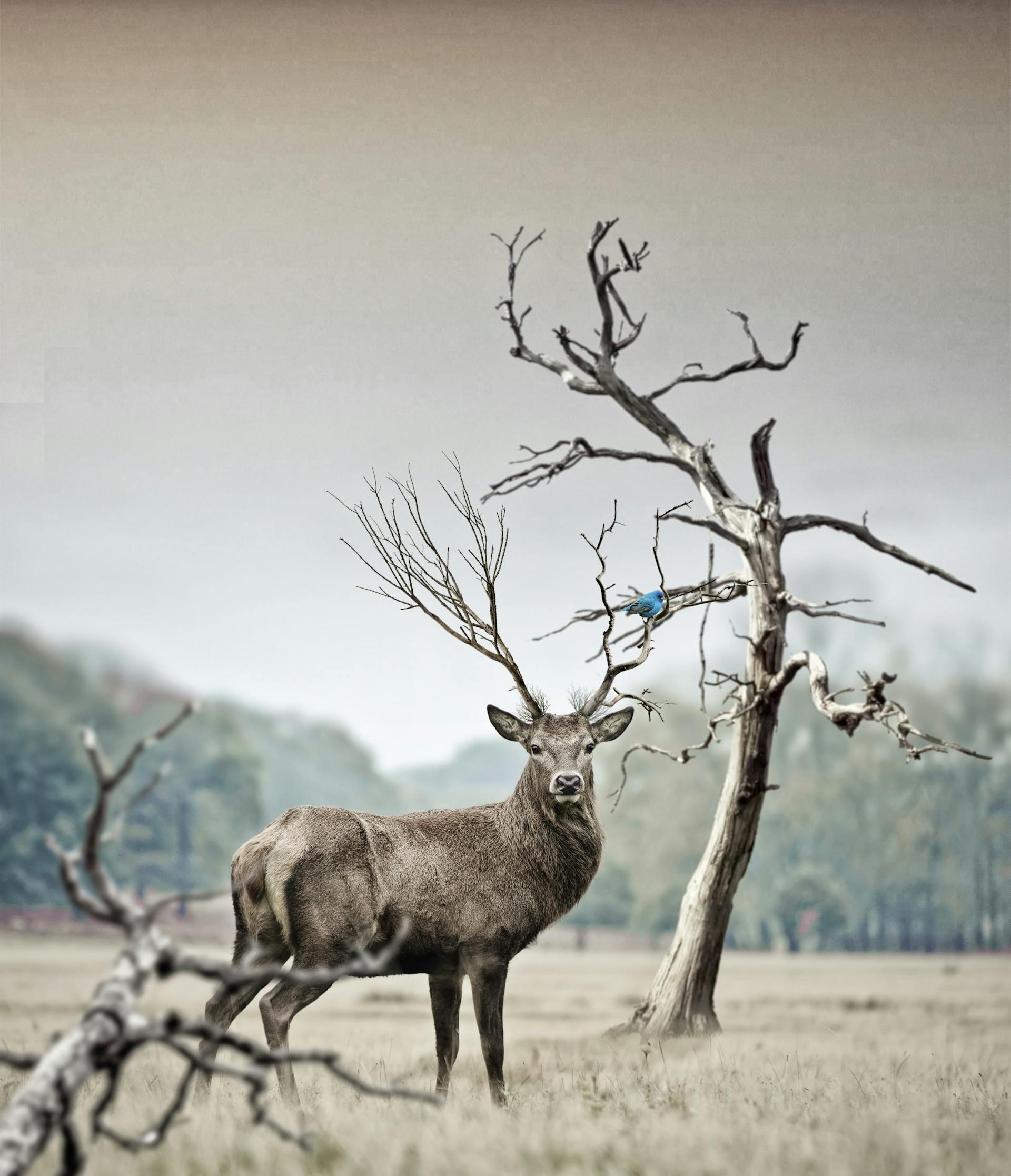 Yellowstone National Park Witness First Rare 'Zombie Disease' In Mule Deer