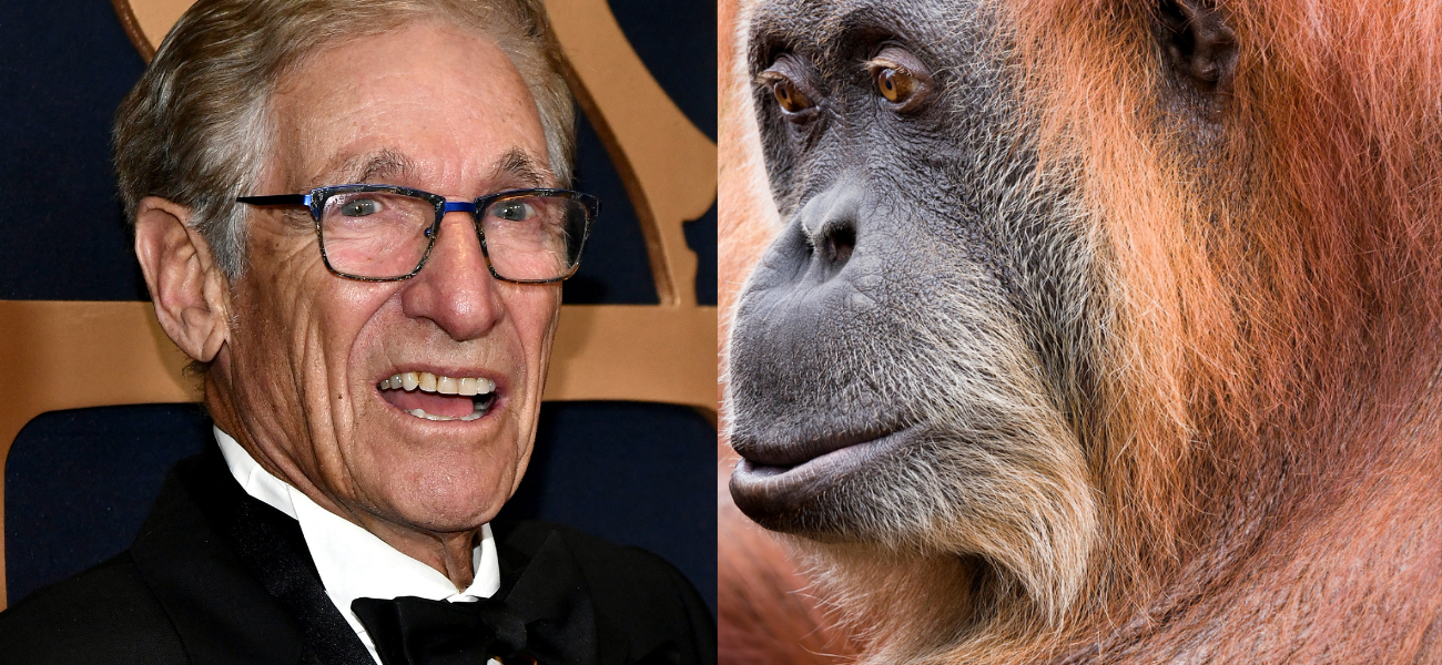 ‘You ARE The Father!’: Maury Povich Announces DNA Results For Denver Zoo