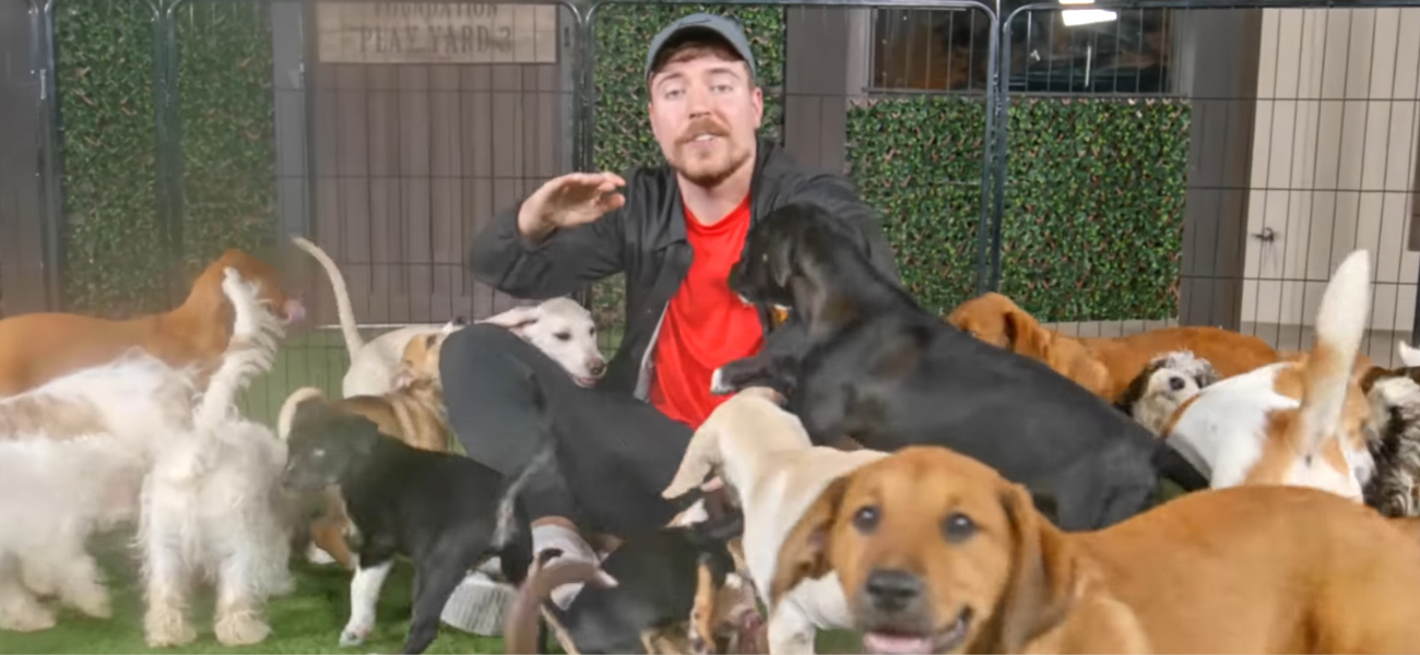MrBeast Partners With Dog Rescue To Find 100 Dogs Forever Homes