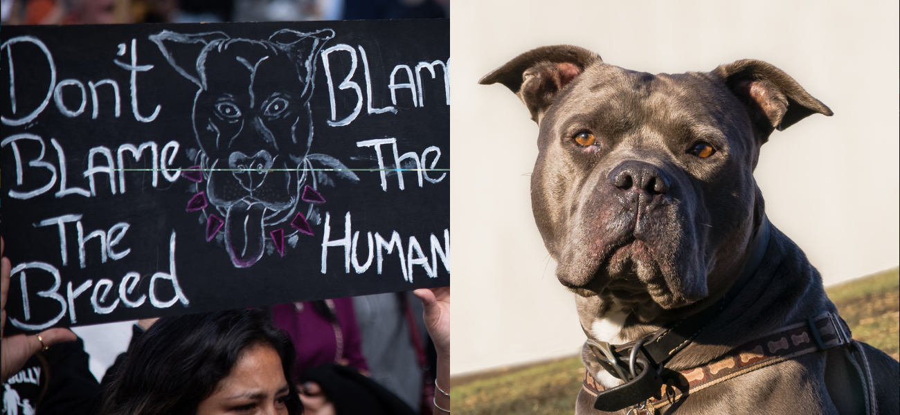 Fears Rise As The UK’s Ban On American XL Bully Draws Near, Dogs Risk Being Euthanized