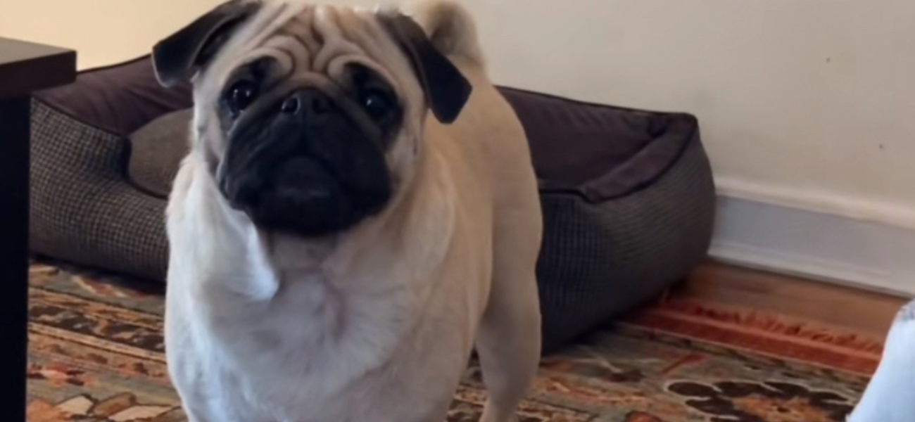 It’s A Bones Day! TikTok Famous Noodle The Pug’s Owner Adopts New Pup!