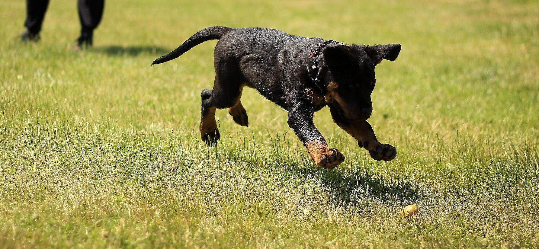 The 2024 Puppy Bowl Loses Its Smallest Ever Player