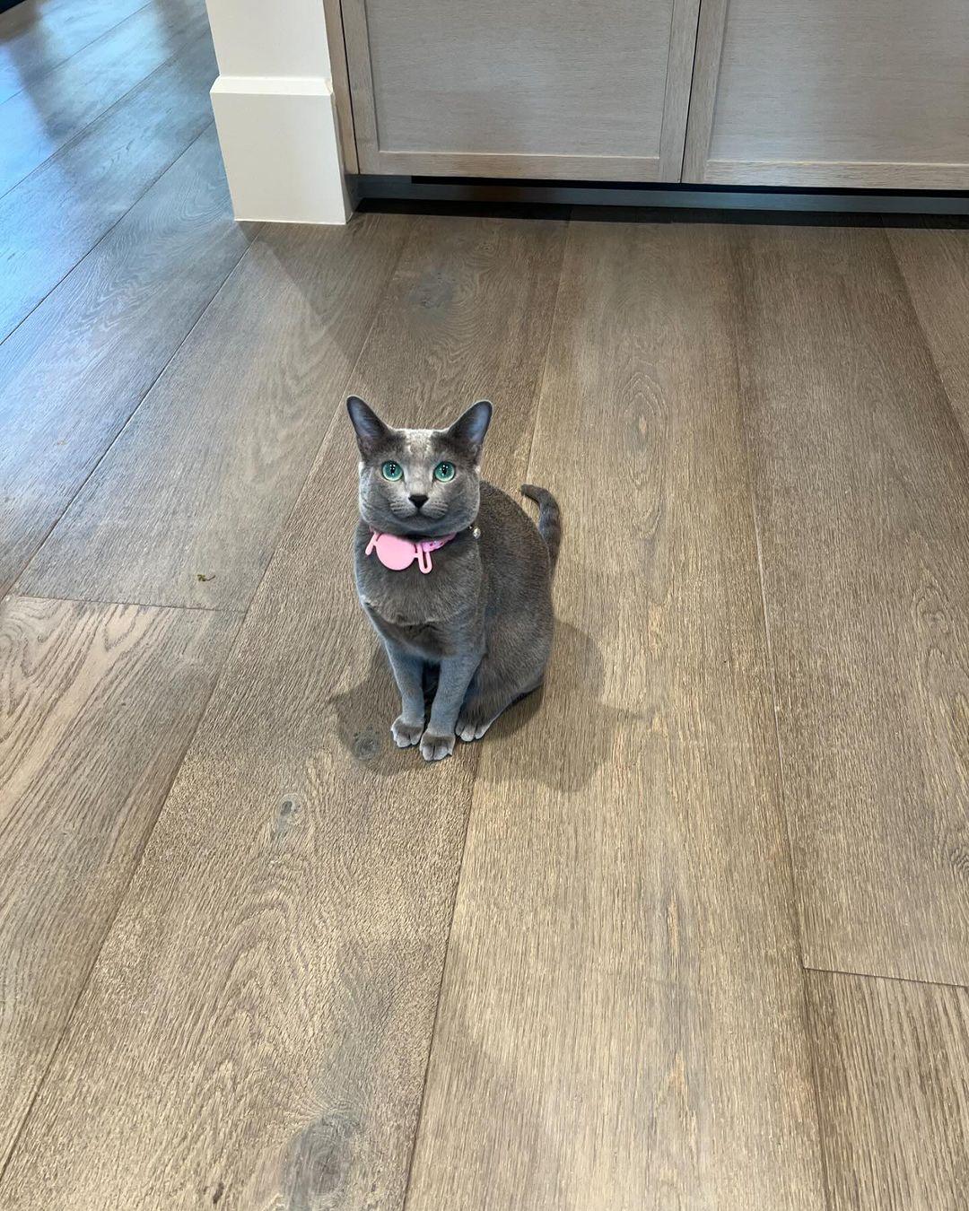 Khloe Kardashian Accused Of Using Facetune On Her Cat: 'Even The Cat Got Work Done'