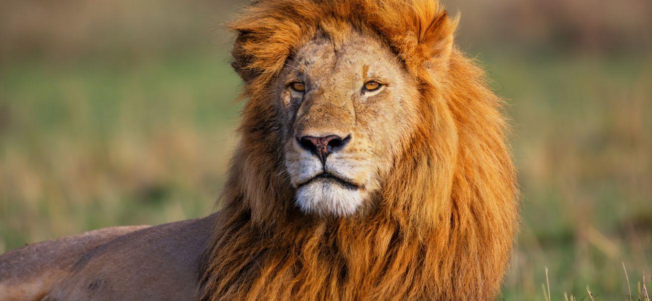 Man Mauled To Death After 'Intentionally' Jumping Into Lion's Den