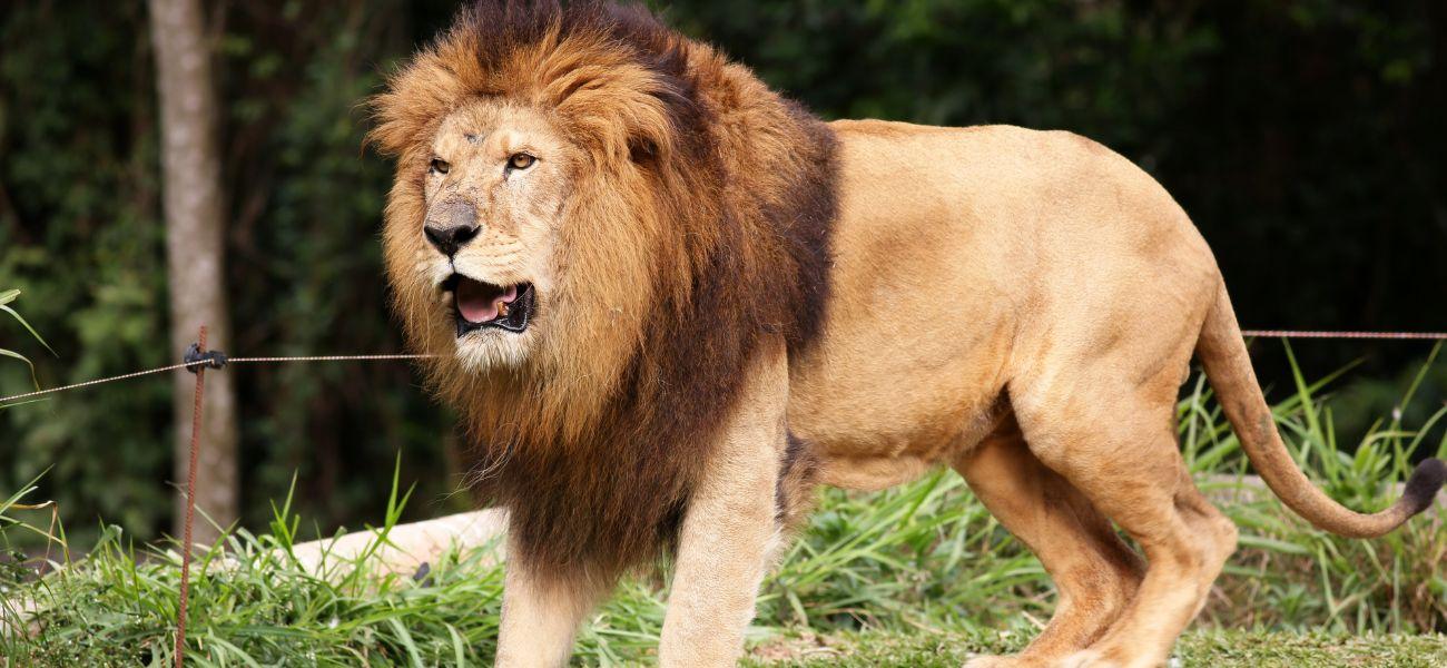Homem espancado até a morte após pular “intencionalmente” na cova dos leões