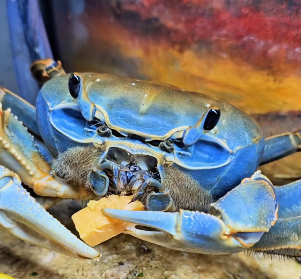 Howie The Crab's Mom Prepares For Stressful, Molt