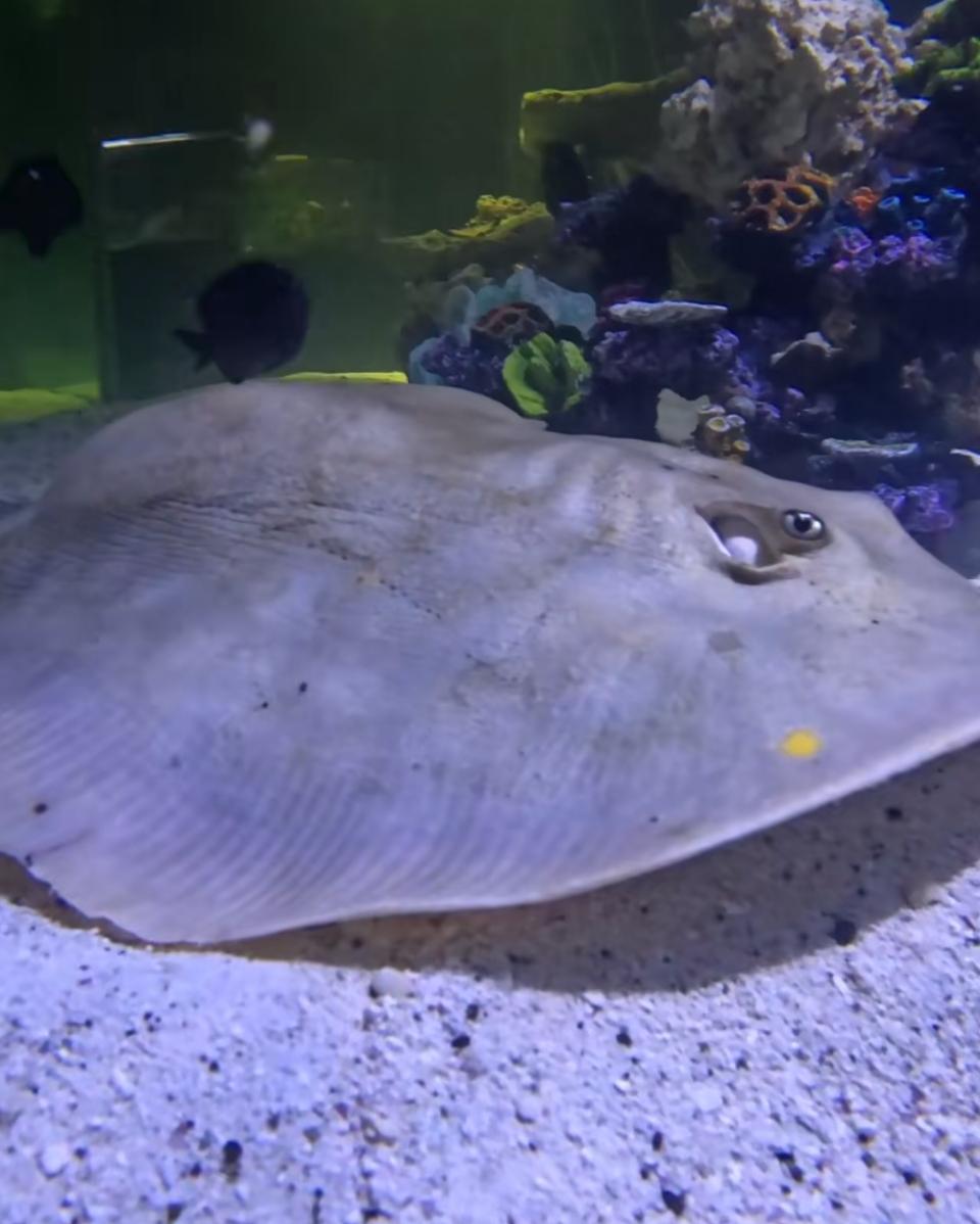 Charlotte the Stingray