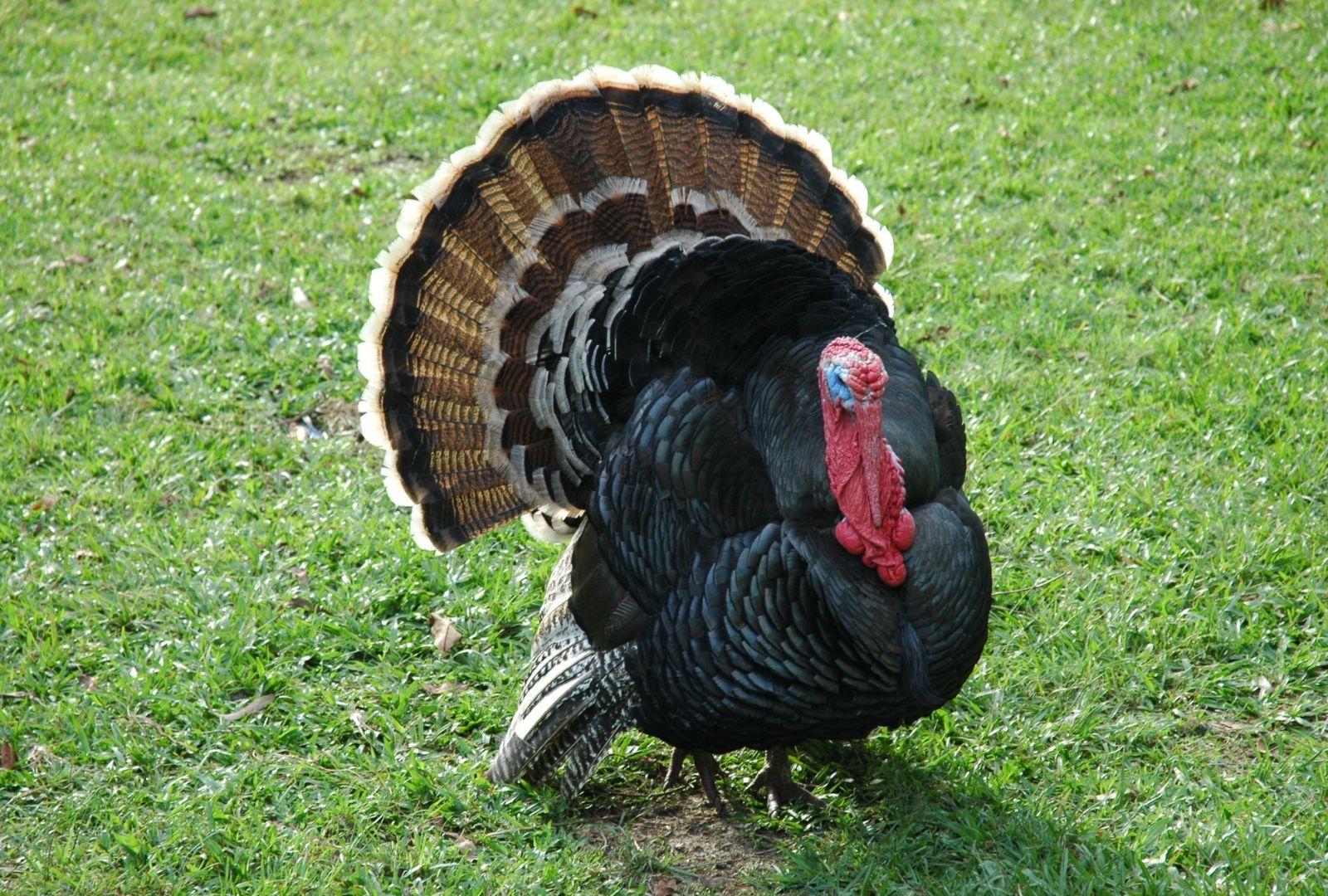 Flock Of Turkeys Test Ride New Good Gravy Coaster At Holiday World Theme Park