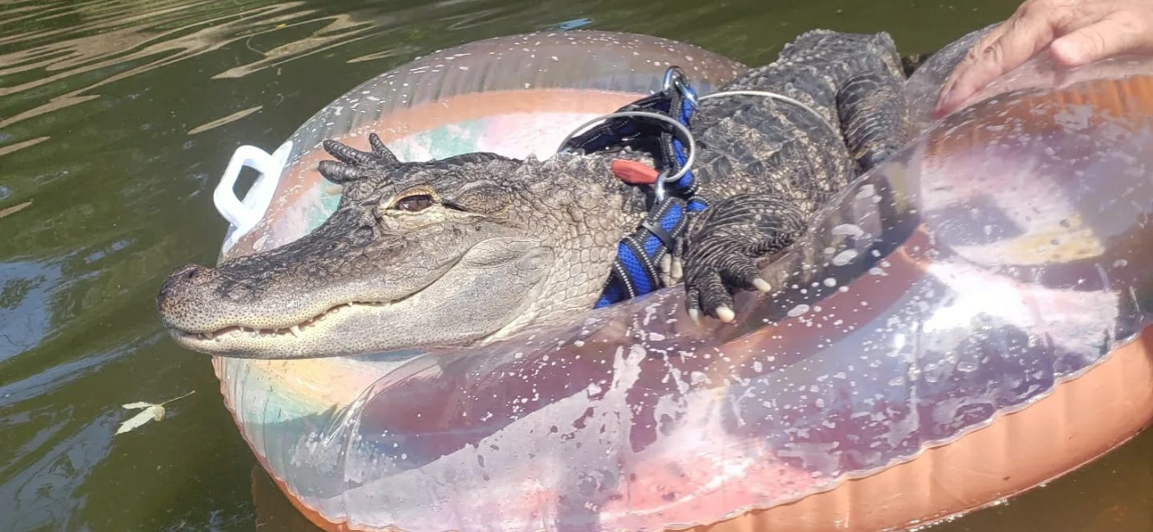 Wallygator Is Still Missing And Owner Joie Henney Needs The Public’s Help!