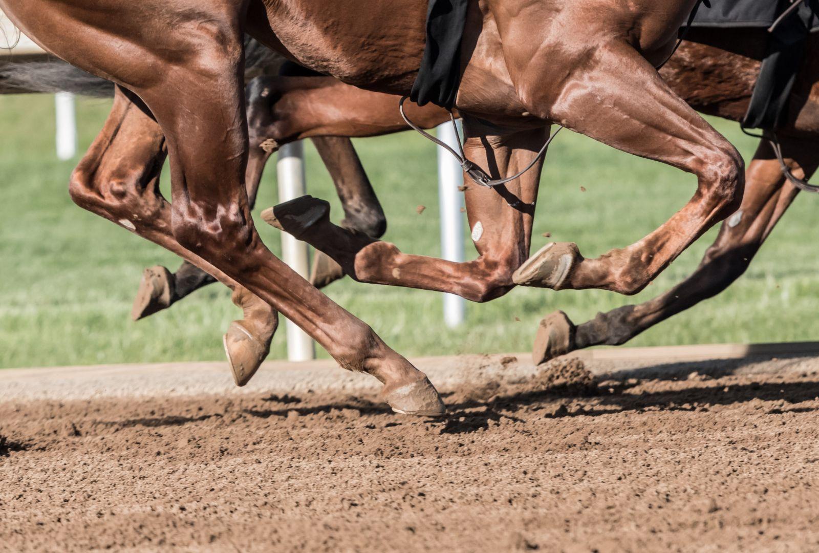 Zoomed In Photo Of Horse's Legs Racing