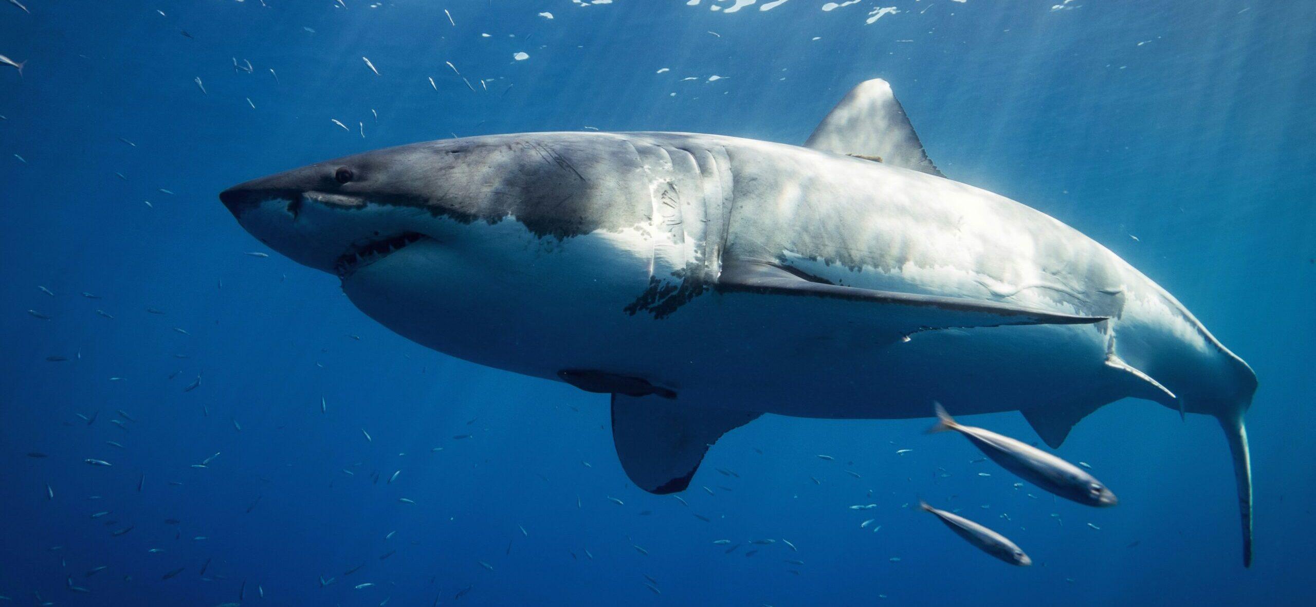 A photo of a great white shark in the pacific ocean