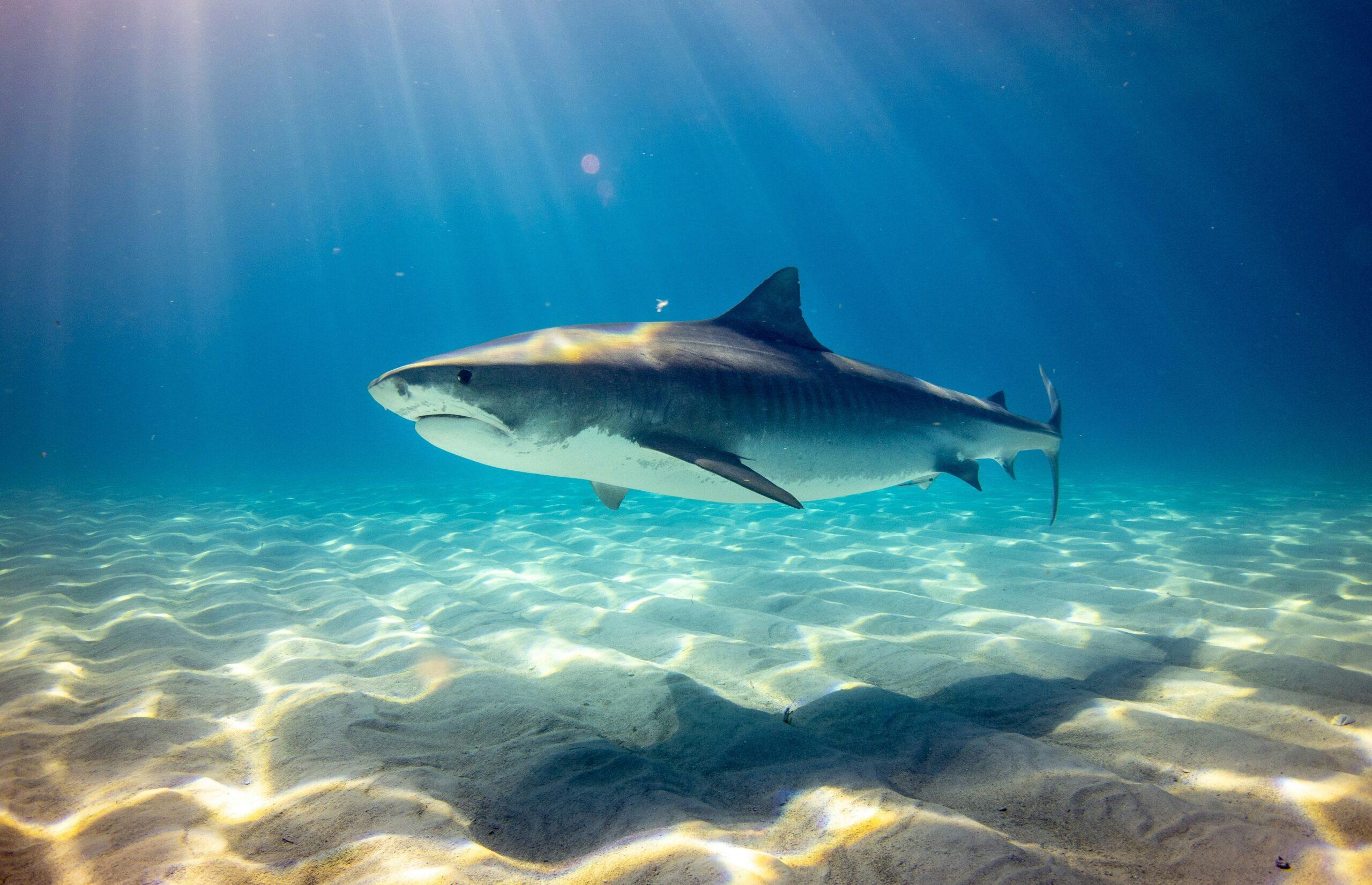 A portrait of a tiger shark in the Bahamas